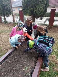 Deti z ŠKD sadia zimnú cibuľu a cesnak