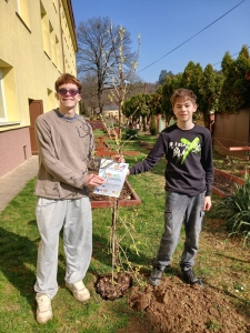 Výsadba ríbezľových kríkov