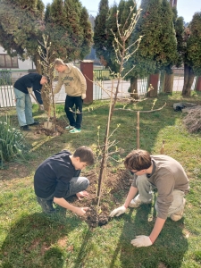 Výsadba ríbezľových kríkov
