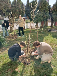 Výsadba ríbezľových kríkov
